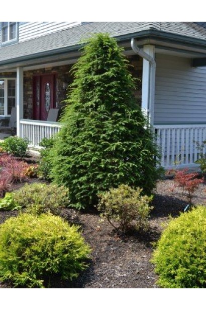 Хвойне дерево Тсуга канадська в саду.